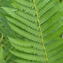 CInnamon Fern shade perennial bright green fronds