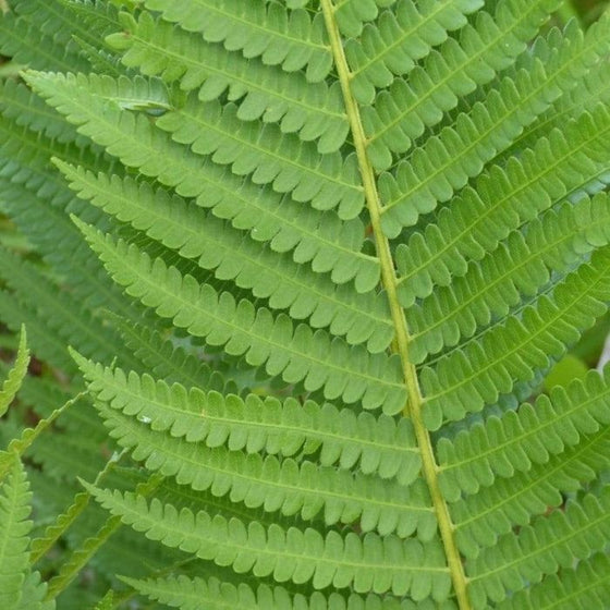 CInnamon Fern shade perennial bright green fronds