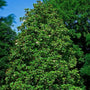 full and blooming southern magnolia claudia wannamaker tree