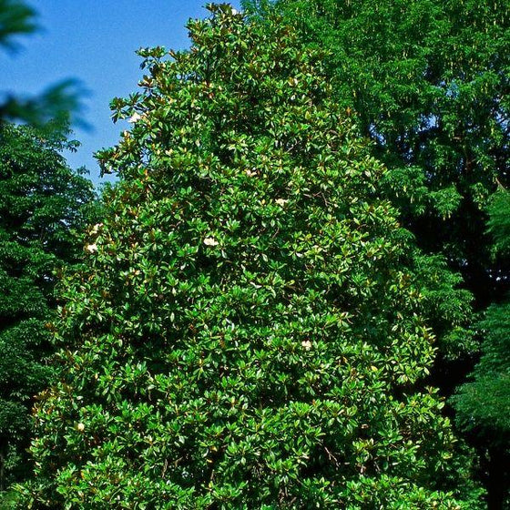 full and blooming southern magnolia claudia wannamaker tree