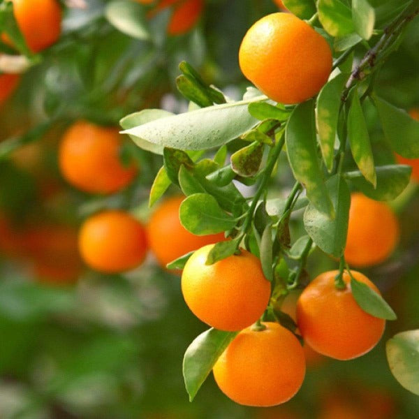 Clementine Mandarin Characteristics at Ruby Vannatter blog