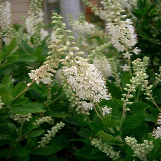 Summersweet Hummingbird pure white flower spikes