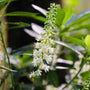 Close up of Clethra Hummingbird Summersweet
