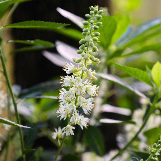 Close up of Clethra Hummingbird Summersweet