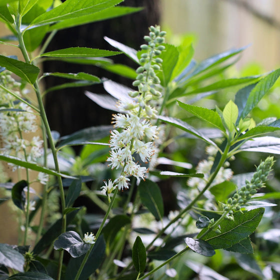 Clethra Hummingbird Summersweet shrub