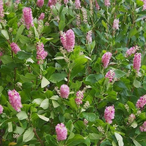 Clethra Ruby Spice plants in bloom