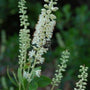 close up of Clethra Sixteen Candles white blooms with tiny speck of brown at the end