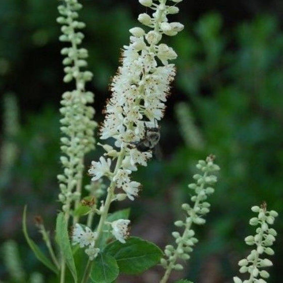 close up of Clethra Sixteen Candles white blooms with tiny speck of brown at the end