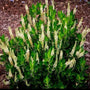 Clethra Sixteen Candles in a mulched garden with bright green leaves and white blossoms