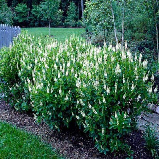 Clethra Sixteen Candles Shrubs lined up next to a walkway