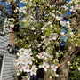cleveland pear tree in landscape