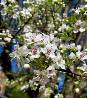 Cleveland Pear Tree