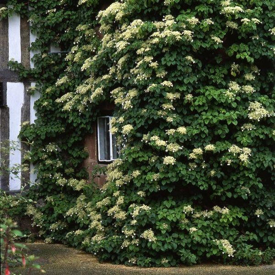Flowering Climbing Hydrangea on brick wall