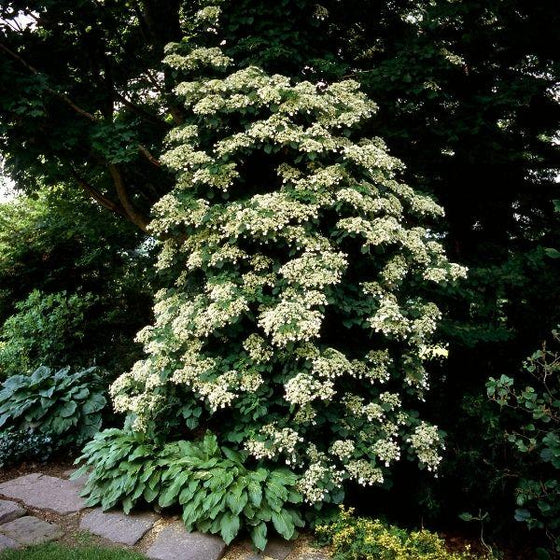 climbing hydrangea vine in full bloom