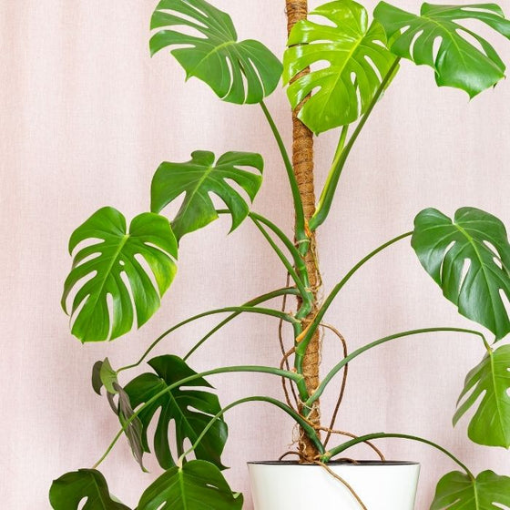 large monstera on moss pole