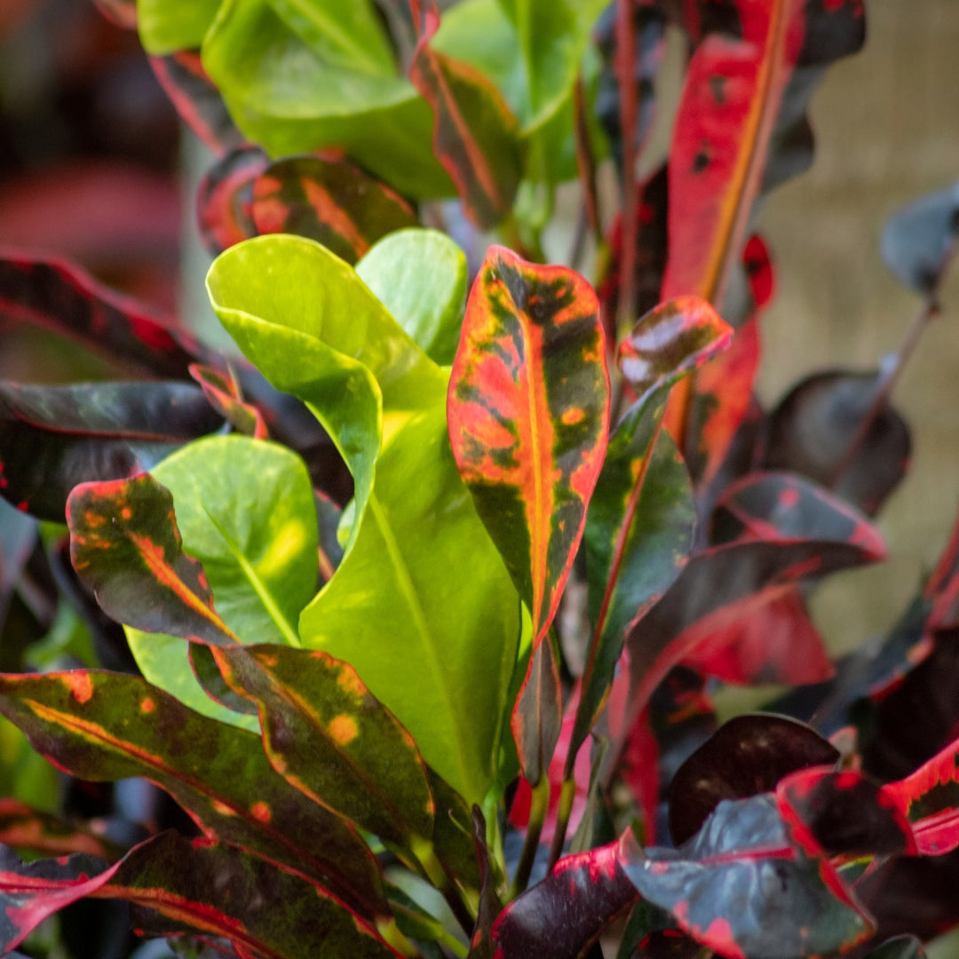 croton mammy toxic to dogs Croton Mammy | Colorful Tropical Indoor Plant