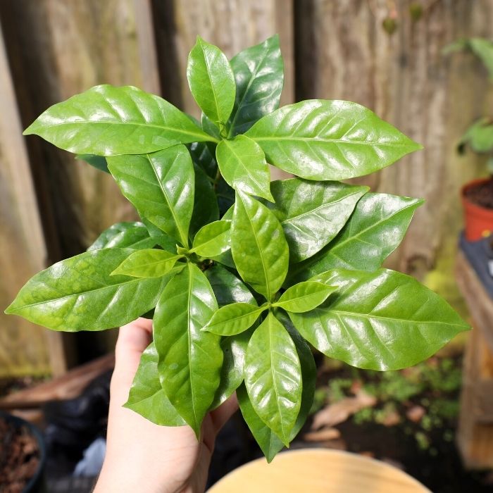 Buy Coffee Plants Online Garden Goods Direct