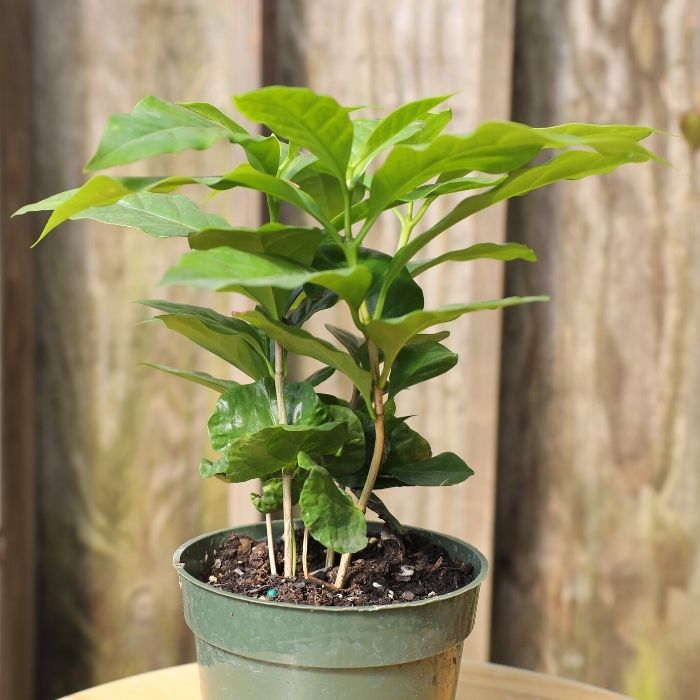 coffee indoor plant Coffee Plants