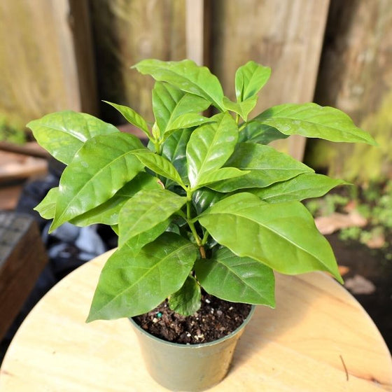 Coffee Plants