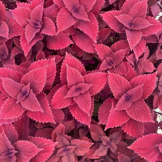 tray of coleus purple annual plants with serrated foliage