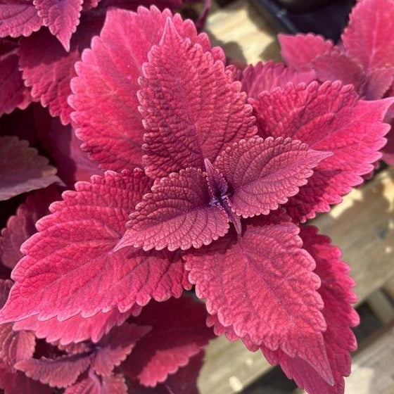 close up of purple coleus annual with deep burgundy foliage
