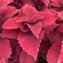 purple coleus up close with serrated edged foliage