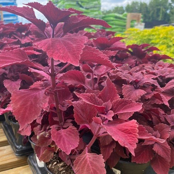 purple coleus annuals in black trays with yellow flowers in the background