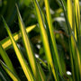 close look at the yellow and green foliage on Color Guard Yucca