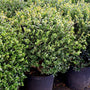 Compact Japanese Holly as a foundation planting