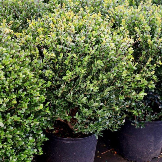 Compact Japanese Holly as a foundation planting