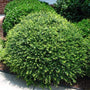 A well placed Japanese Compact Holly