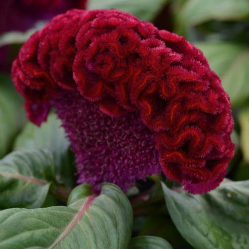 Concertina Red Celosia flower