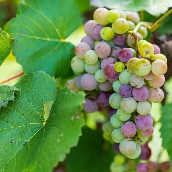 concord grapes not ready to be picked