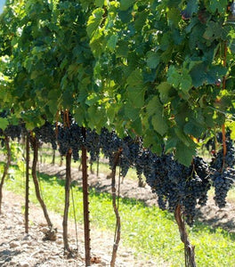 Concord Grape Vine