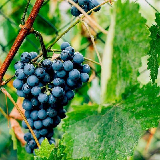 ripe purple concord grapes in a cluster