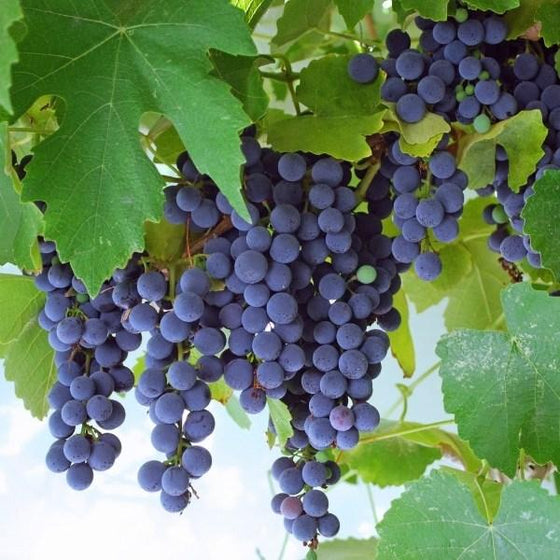 deep blueish purple concord grapes on a vine