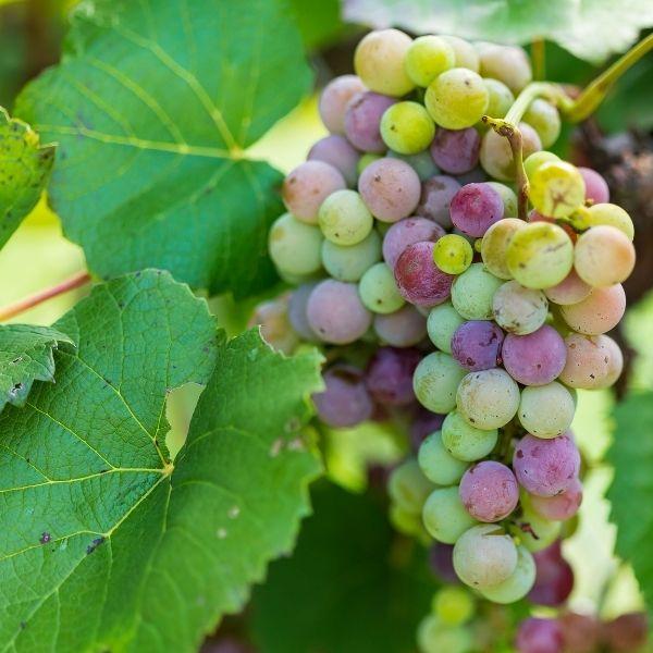 grape vine house plant Concord Grape Vine