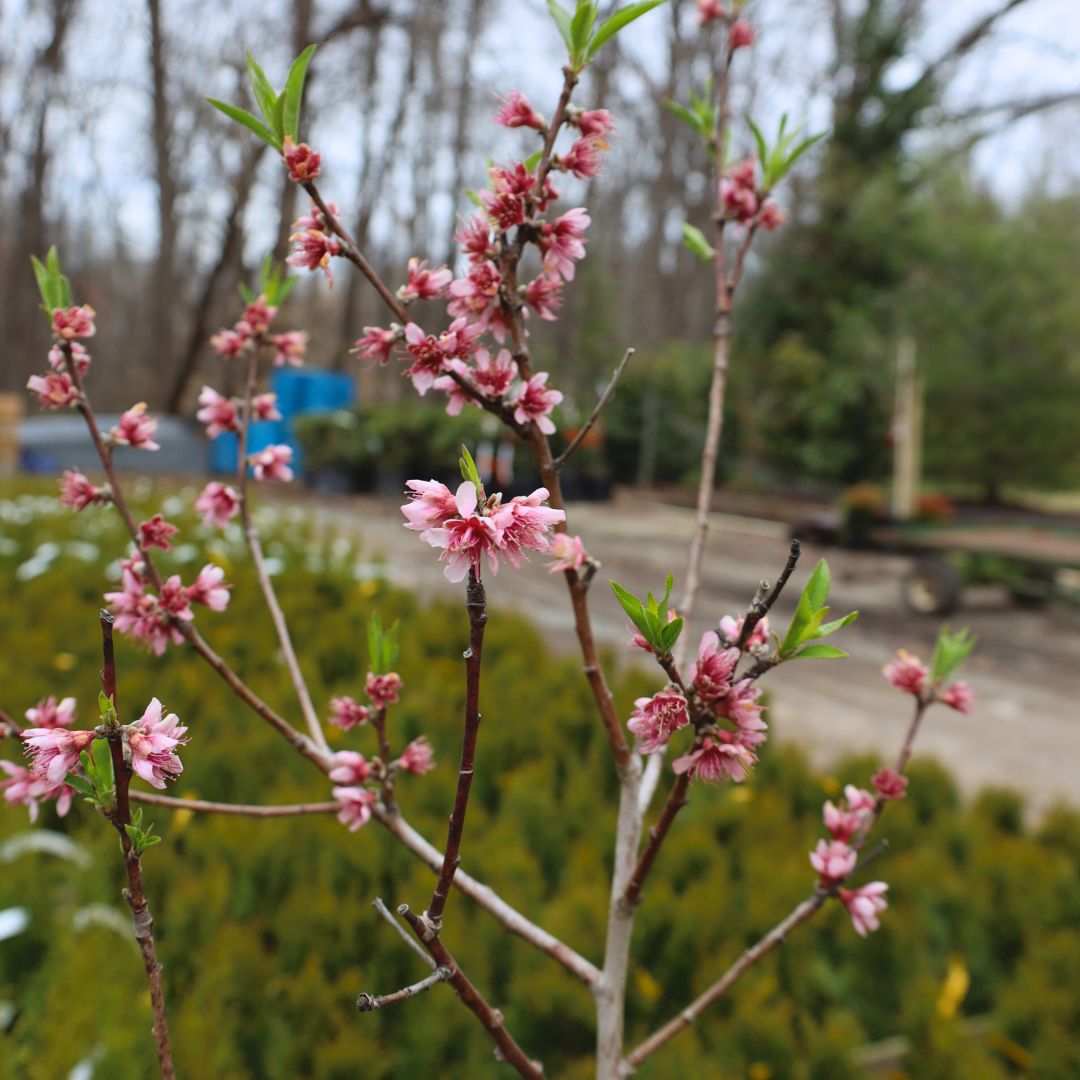 Buy Contender Peach Trees Online | Garden Goods Direct