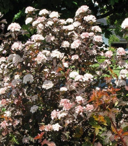 Coppertina Ninebark