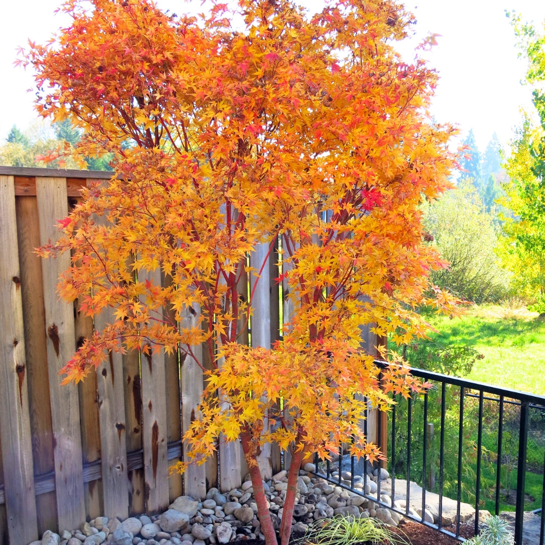 Coral Bark Japanese Maple