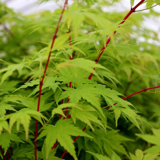 coral bark japanese maple