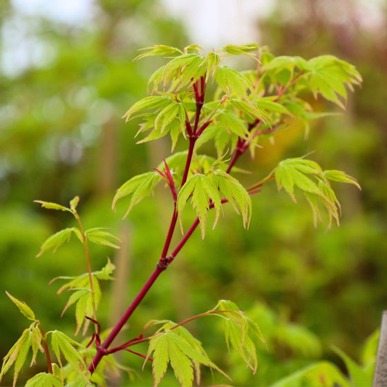 vibrant coral bark on japanese maple tree