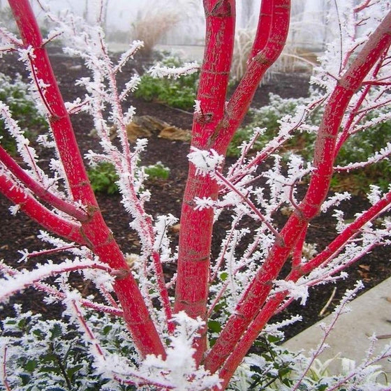 Coral Bark Japanese Maple Trees look beautiful with a coating of snow