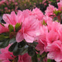 Coral Bells Azalea Coral Pink Blossom with Dark Pink Spots