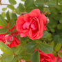 soft vibrant coral knock out rose petals