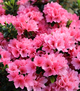 Coral Bells Azalea