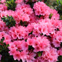 Coral Bells Azalea