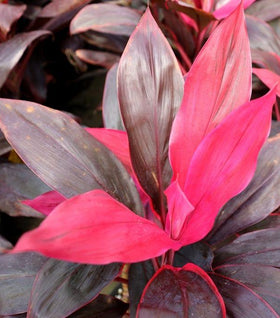 Cordyline Florica