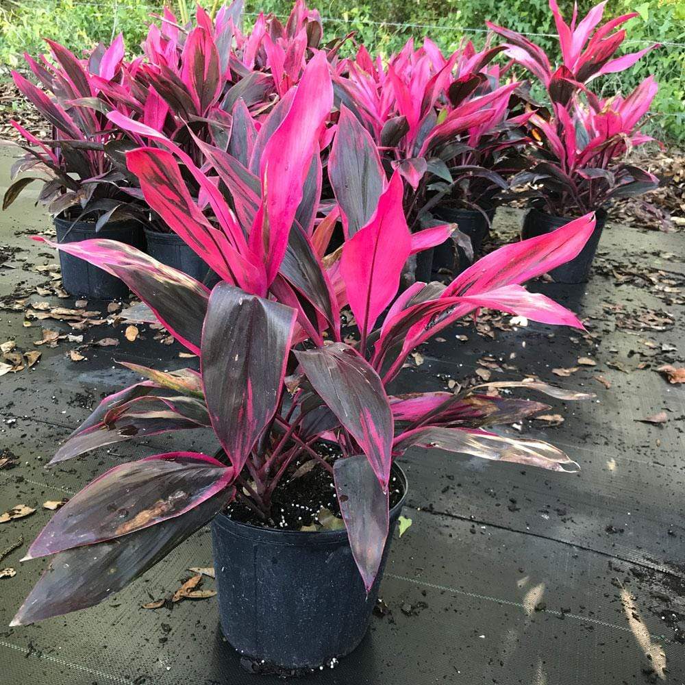 dracaena red sister Cordyline Red Sister