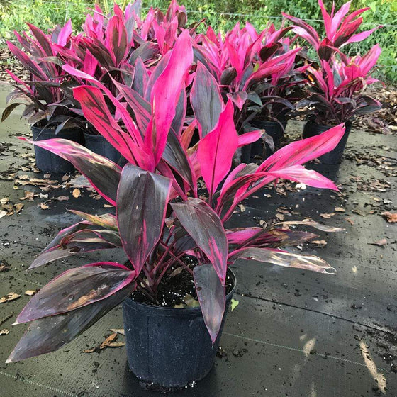 Cordyline Red Sister plants in nursery pots showing off neon pink and magenta tropical leaves